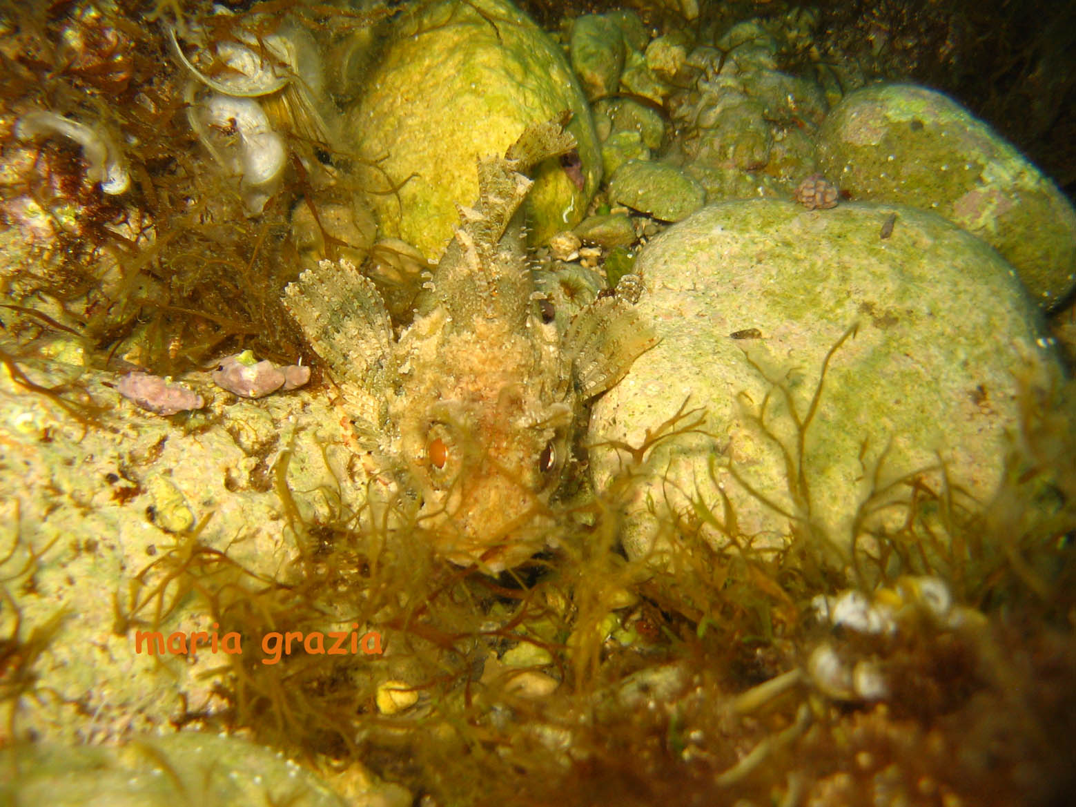 Scorfano di colore bianco (Scorpaena porcus)